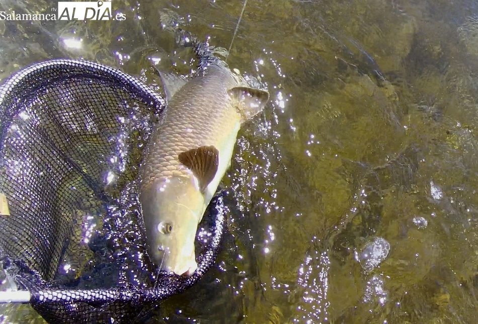 Barbos a ninfa en Arribes del Duero 