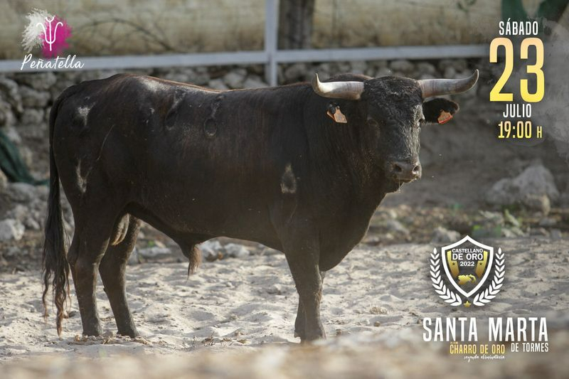Estos son los toros que participarán en el concurso de recortadores por el Charro de Oro