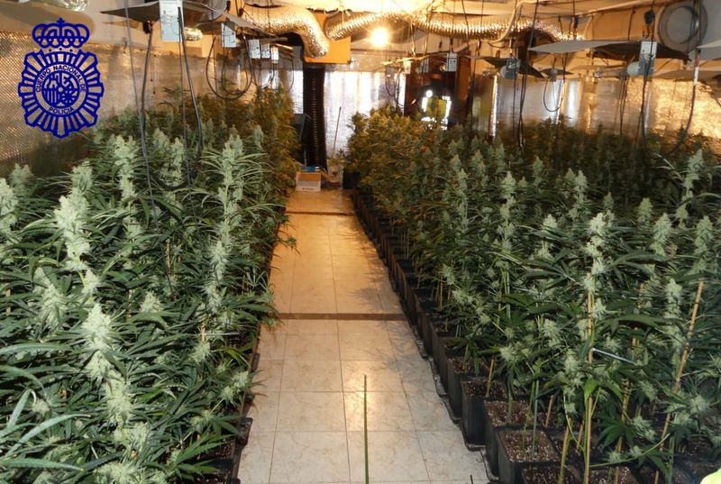 Halladas 400 plantas de marihuana en dos viviendas contiguas de Ciudad Rodrigo