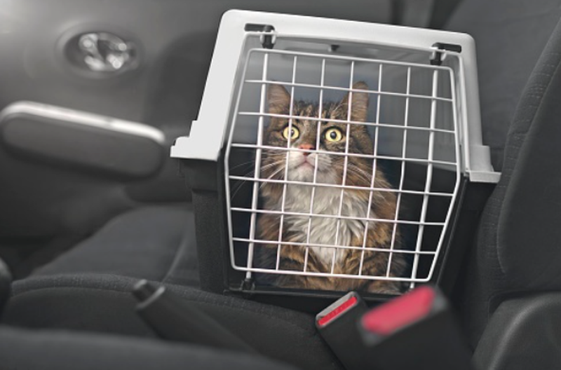  Dos nuevos espacios turísticos de la ciudad se convierten en lugares ‘Pet Friendly’