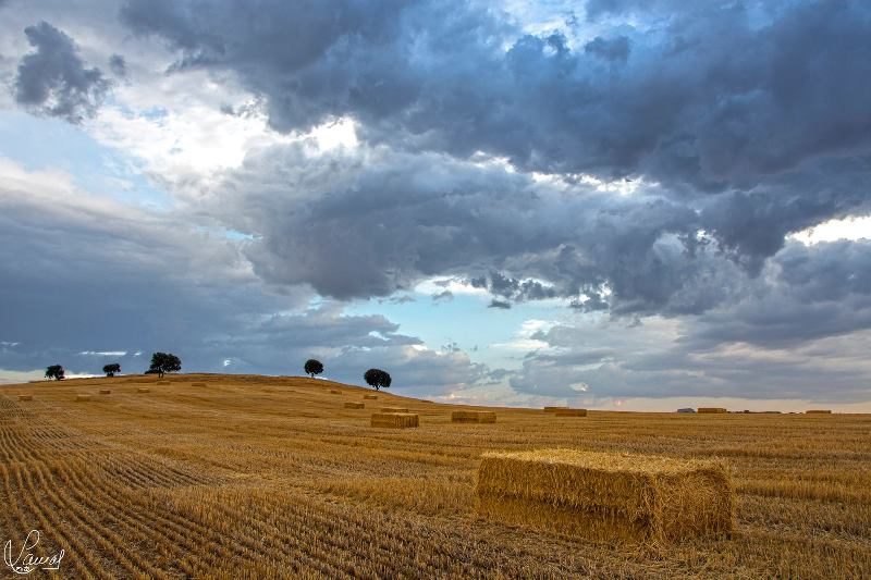  El oscuro y los dorados