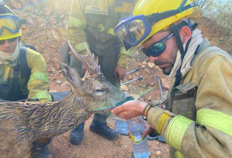 El emotivo vídeo de los bomberos forestales que salvaron a un corzo en el incendio de Losacio (Zamora)