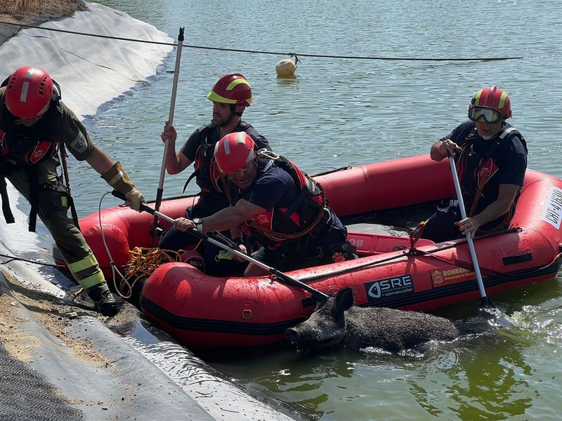 Así han rescatado al jabalí que cayó a un lago en un campo de golf de Majadahonda 