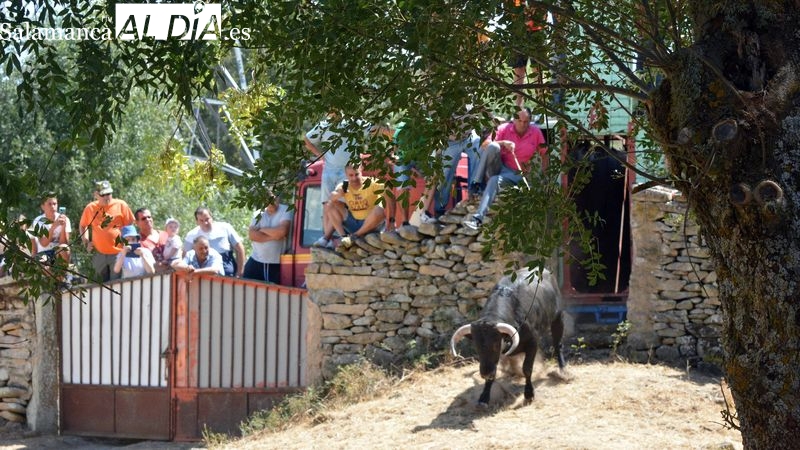 Gran expectación en el desenjaule de novillos en el Prao del Toro de Lumbrales