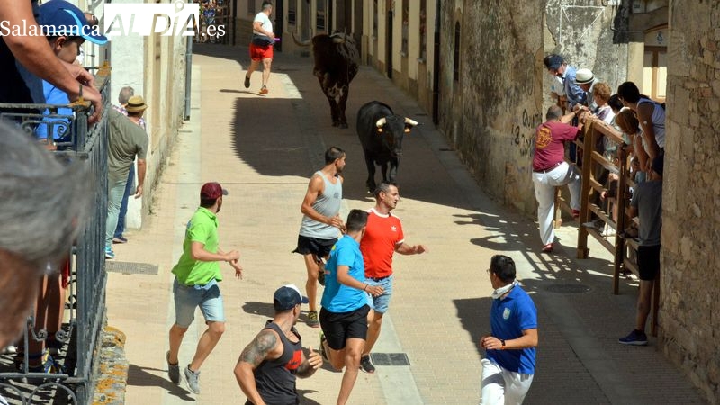 Complicado encierro de los novillos de Galache en el tercer festejo de Lumbrales