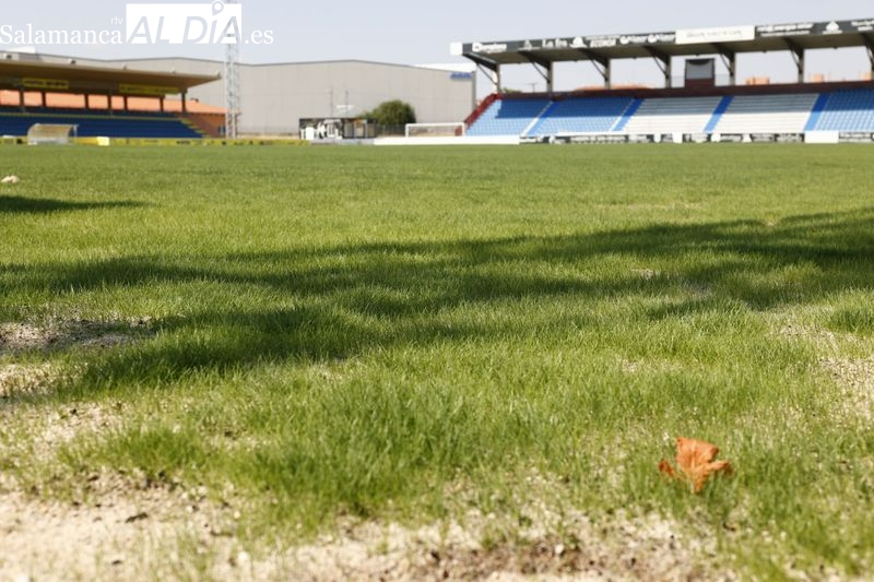 El césped del Reina Sofía va cogiendo altura
