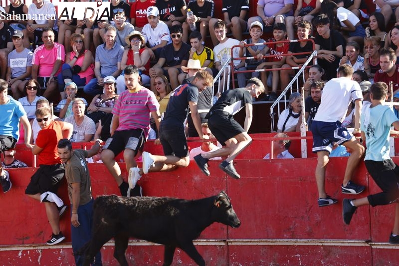 La suelta de vaquillas llena la plaza de toros de Carbajosa