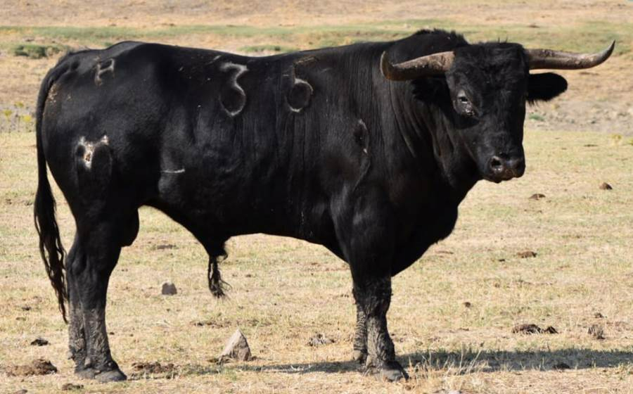 La 7ª Fiesta Juvenil de Sancti-Spíritus contará con un toro y cuatro novillos 