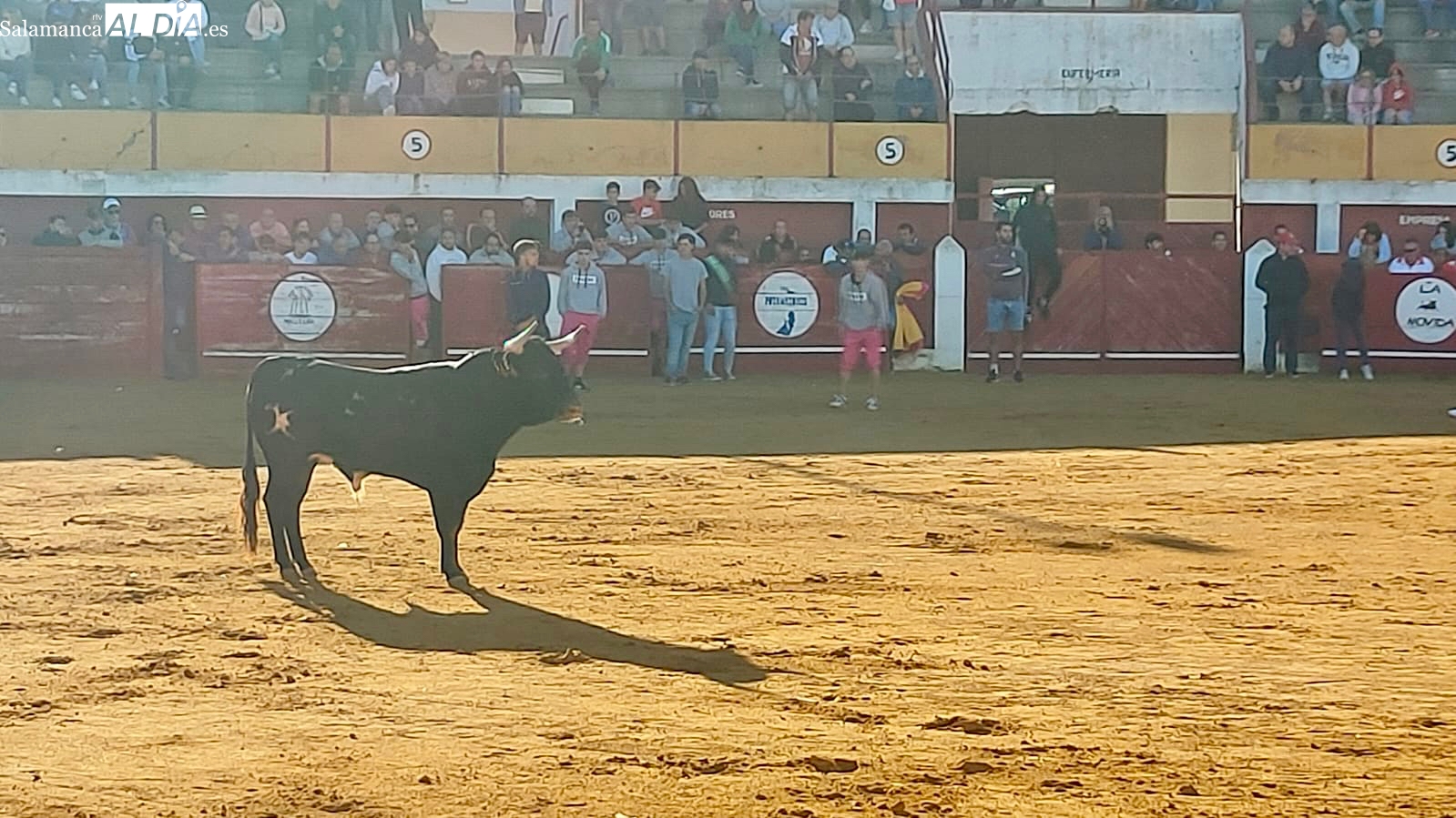 Animado y sin incidentes el tercer encierro de Macotera