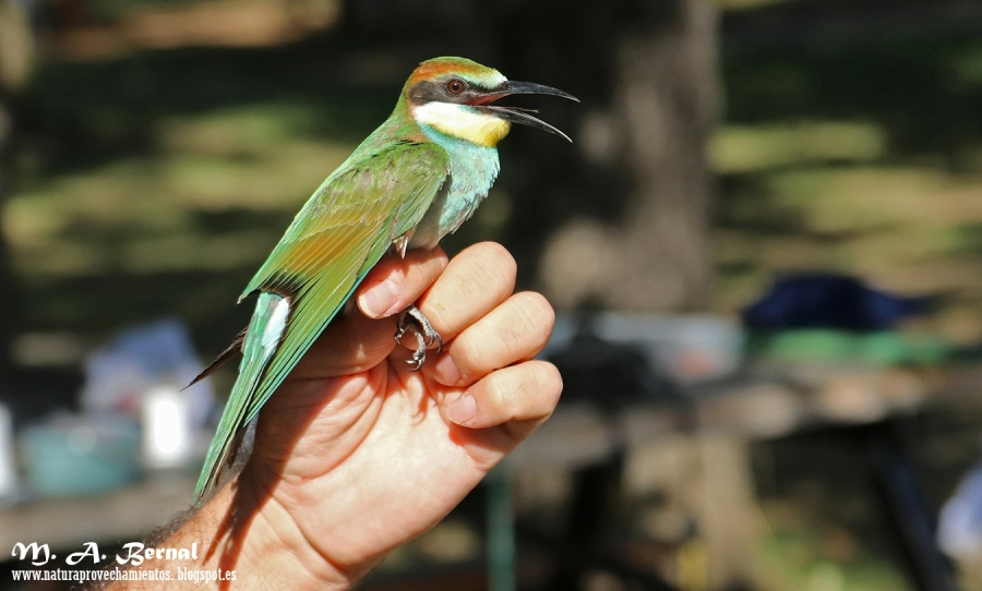 AOSNAT anilla un centenar de aves en Martiago para realizarles un seguimiento