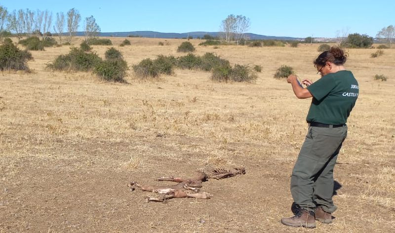 Los buitres destrozan un ternero de dos días en la provincia de Salamanca