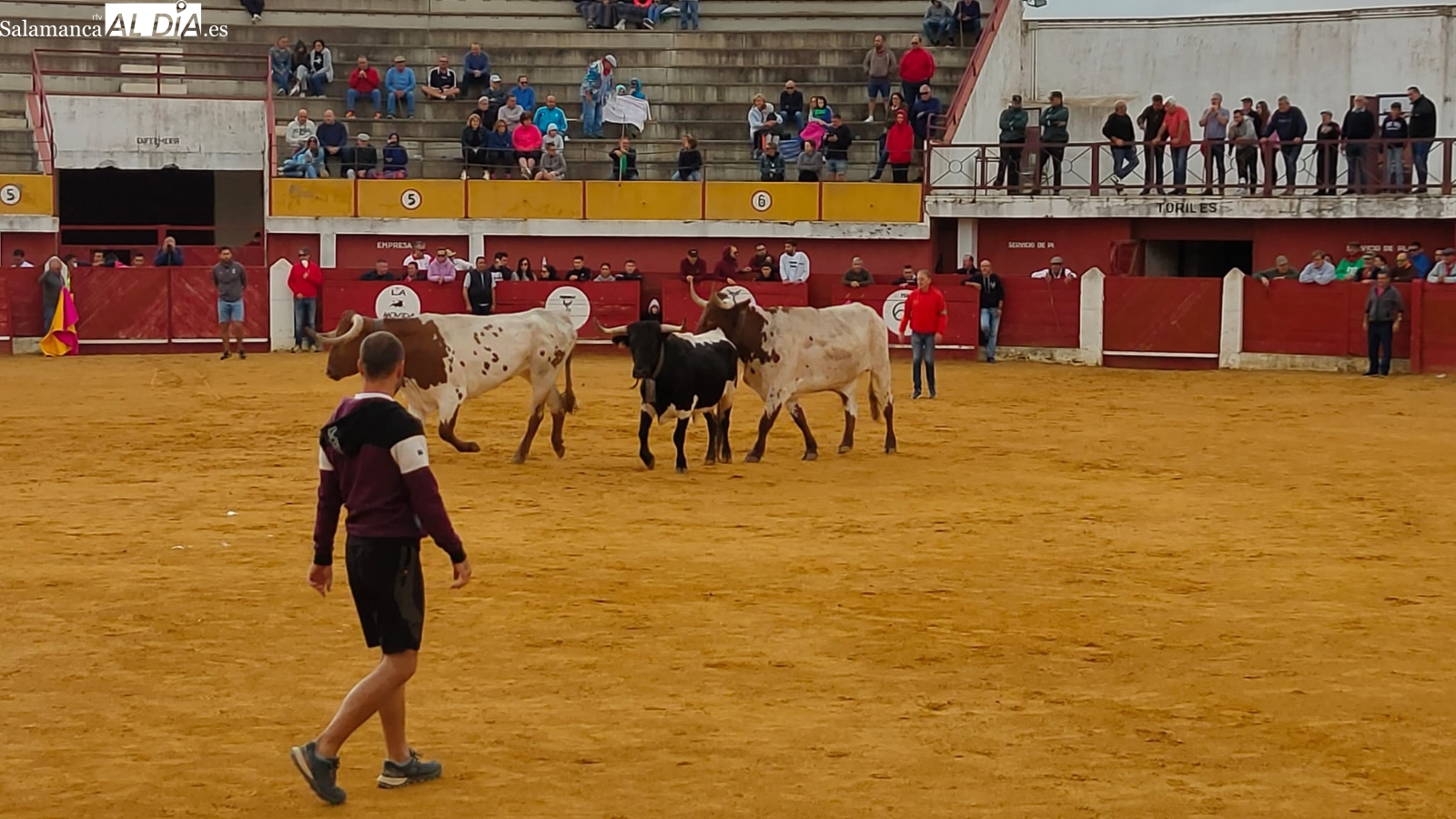 El segundo encierro de Macotera, limpio y rápido