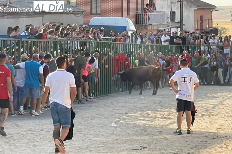 Poveda de las Cintas se abarrota de aficionados y público para vivir el V Toro de Cajon  