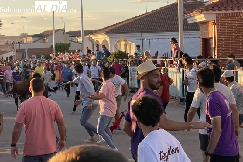 Carreras y expectación para recibir al Toro de Cajón en Macotera