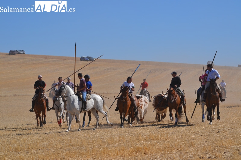 El XX encierro a caballo de Macotera vuelve envuelto en aficionados y caballistas en una multitudinaria jornada