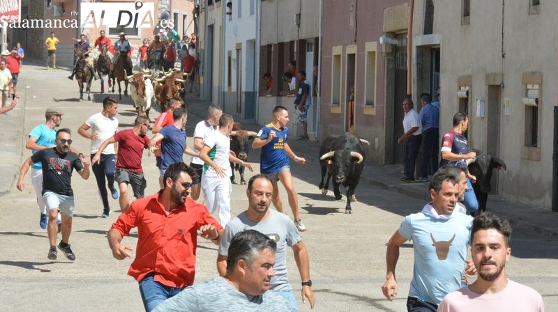 Novillos y caballos vuelven a las calles de Lumbrales en el primer encierro de las fiestas del 2022