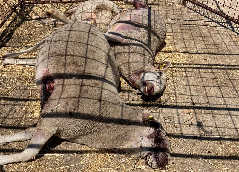 Un ataque de lobo deja en Gejo de los Reyes cinco  ovejas muertas, una herida de gravedad y otra desparecida