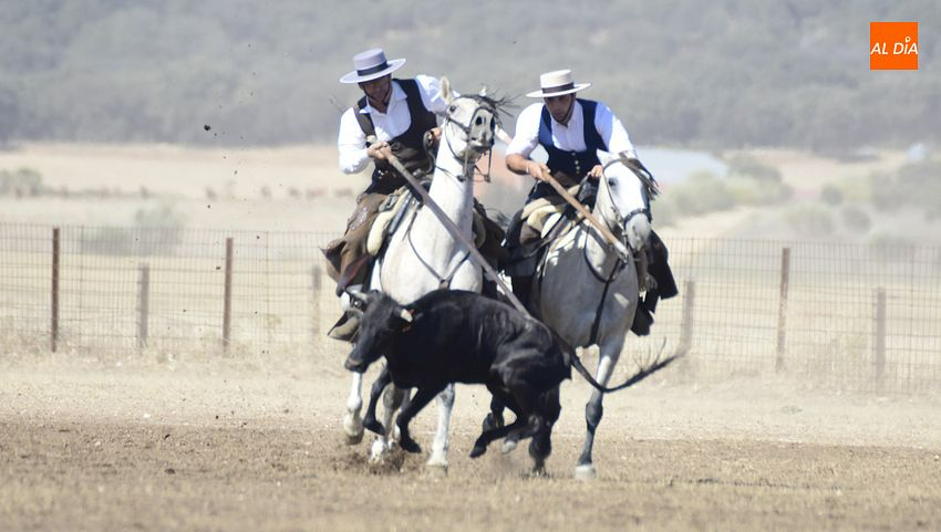 19 colleras obtienen la máxima puntuación posible en la 1ª jornada de Faenas y Doma de Campo