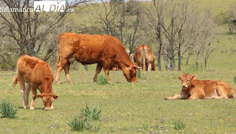 El cereal toma aire hasta ver lo que llega de Ucrania	