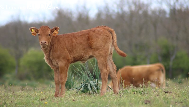 Subida generalizada del cereal, carne de vacuno, ovino y porcino