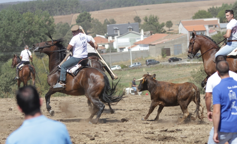 Entretenido primer encierro en Villasrubias al dispersarse el ganado