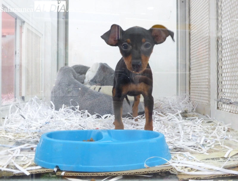 ¿A las tiendas de animales qué nos dejan? Nada, cerrar y a otra cosa