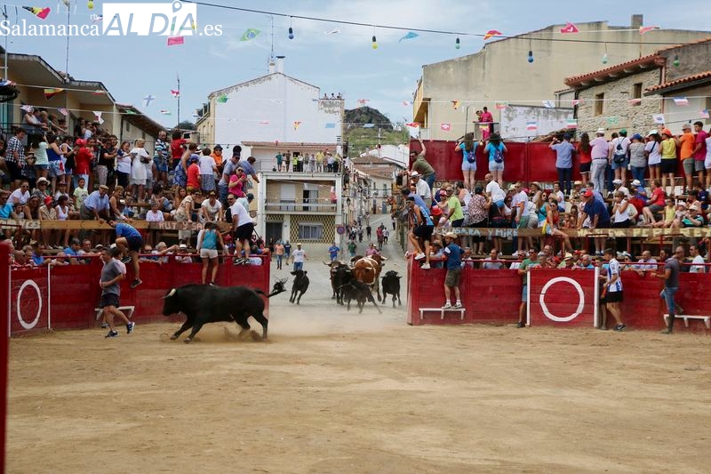Regresan a Vilvestre las Fiestas del Toro en su versión original y varias novedades