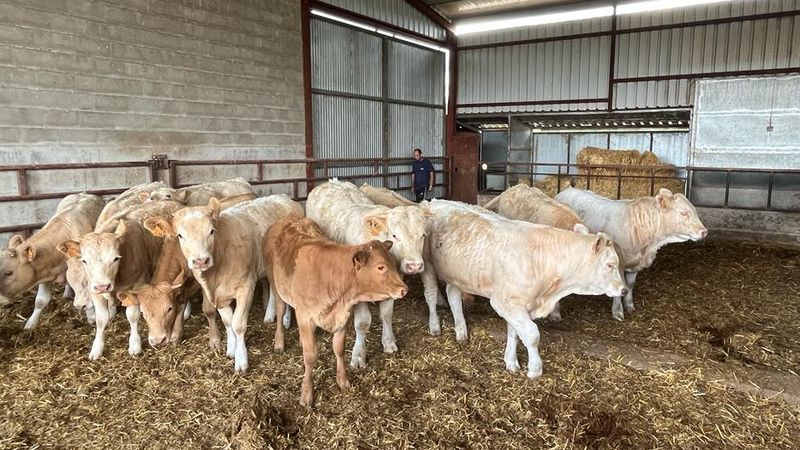 ASAJA insta a eliminar el veto de las ayudas a terneros cebados en sus explotaciones de nacimiento