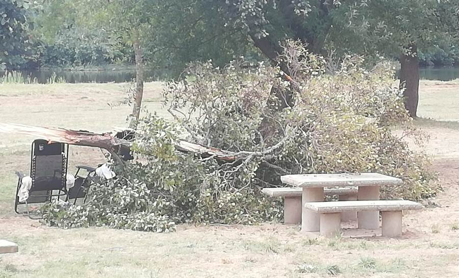 Cae en La Pesquera una gran rama sobre las sillas de una familia que justo se estaba bañando