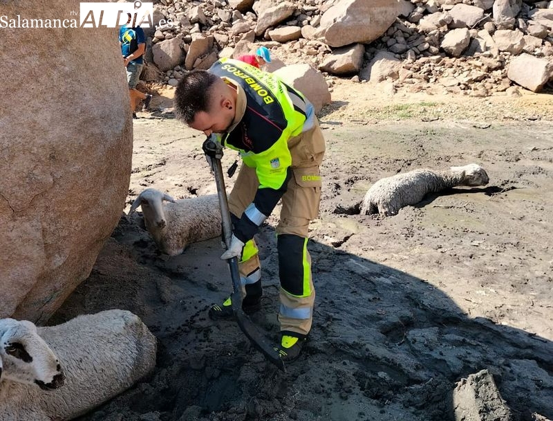 Bomberos de Vitigudino y Guardia Civil rescatan a varias ovejas en la presa de Almendra