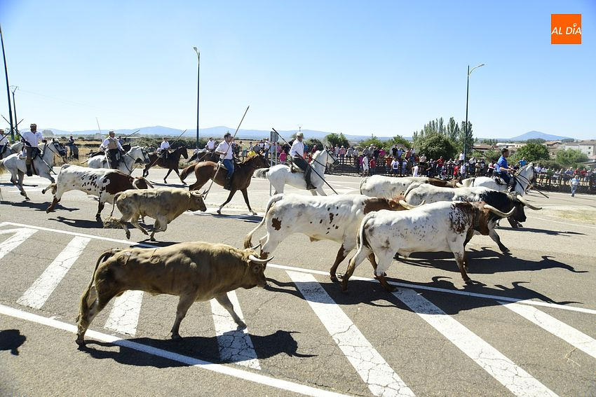 Rápido y limpio encierro, con aún más público, en la jornada más taurina de las fiestas