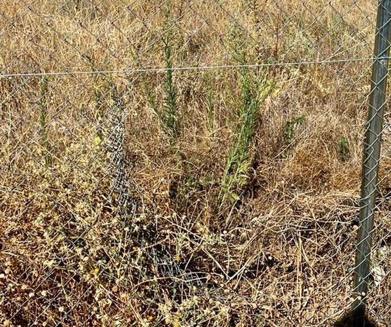Roban en los huertos ecológicos de Villares de la Reina