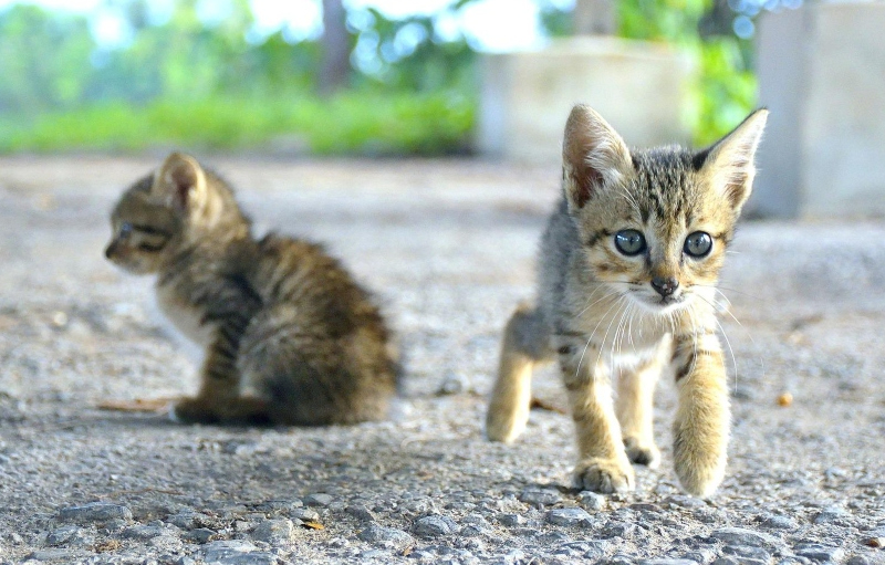 Esterilizar, si no es por conciencia, al menos que sea por ley