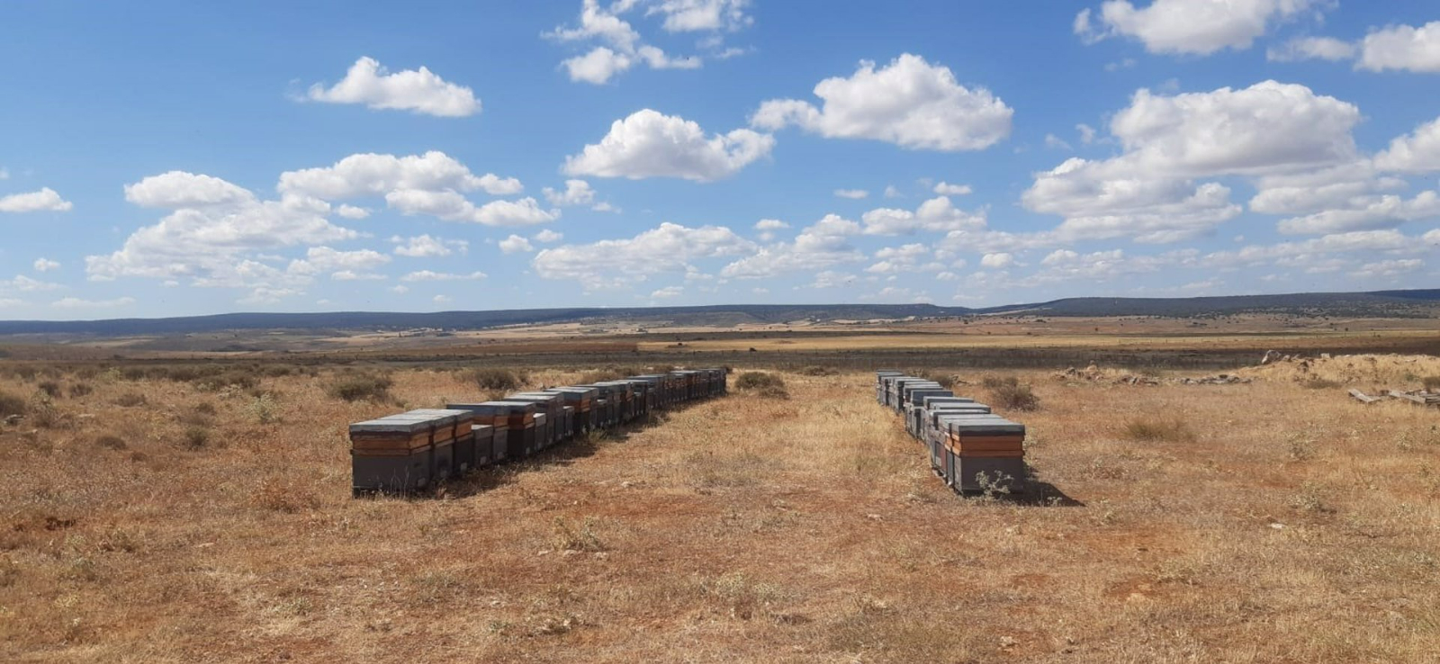 Apicultores tildan de desastrosa la cosecha de este año, que desciende de 15 a 5 kilos por colmena