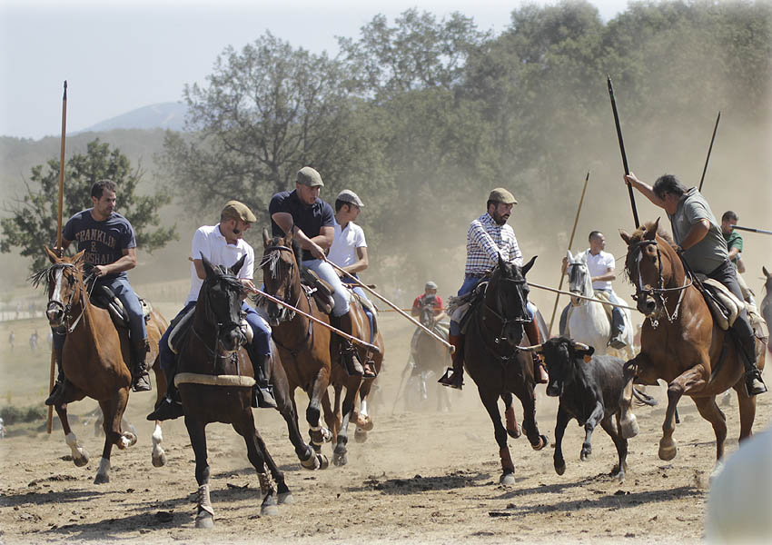 Los mozos ayudan a los caballistas a conducir las vacas en el segundo encierro de Villasrubias