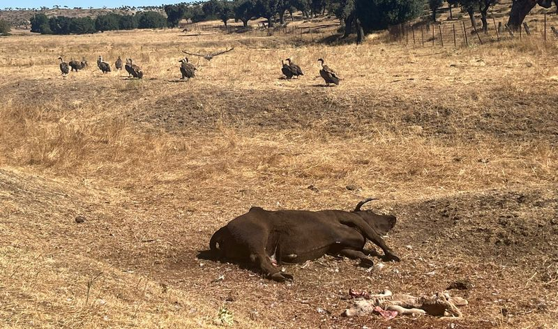 Vi muchísimos buitres que se estaban comiendo al ternero y a la vaca que estaba pariendo