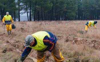 Sustain Awards y Reforestum, bosques más verdes en Palencia