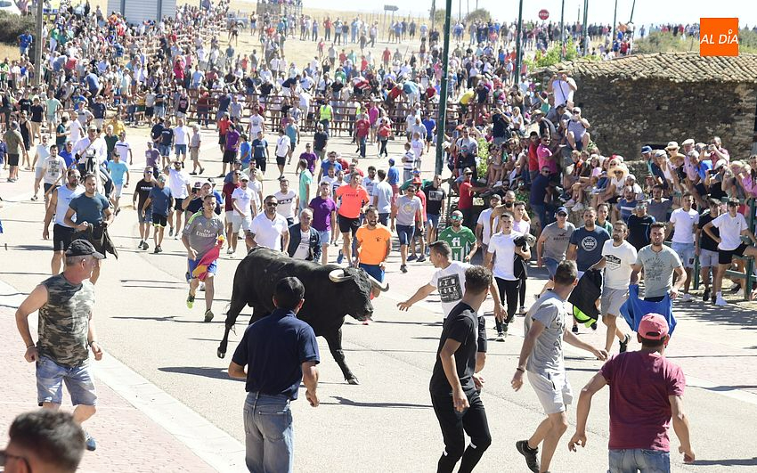 Agrupado encierro de Los Bayones salvo por un toro rezagado que brindó entretenimiento extra
