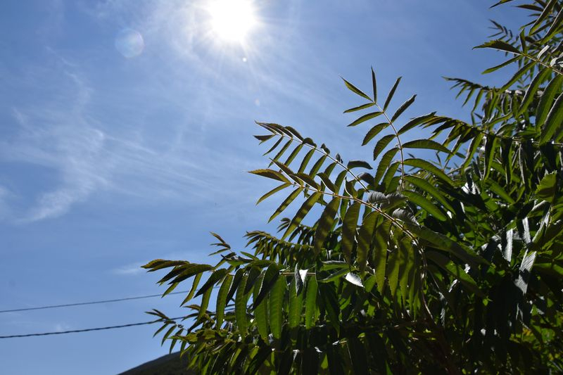 El ailanto del poeta