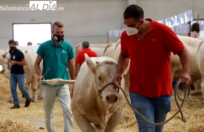 Convocadas las ayudas para los ganaderos adjudicatarios en las Subastas Nacionales que celebre la Diputación en 2022