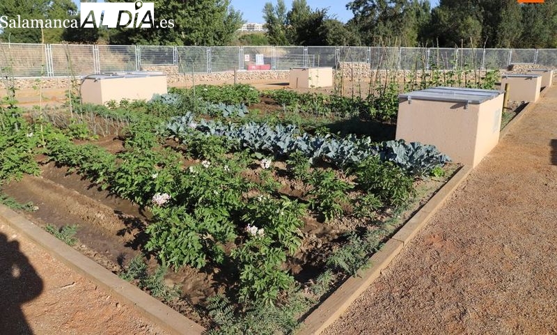 Buscan el tomate más grande y las mejores hortalizas de Salamanca capital