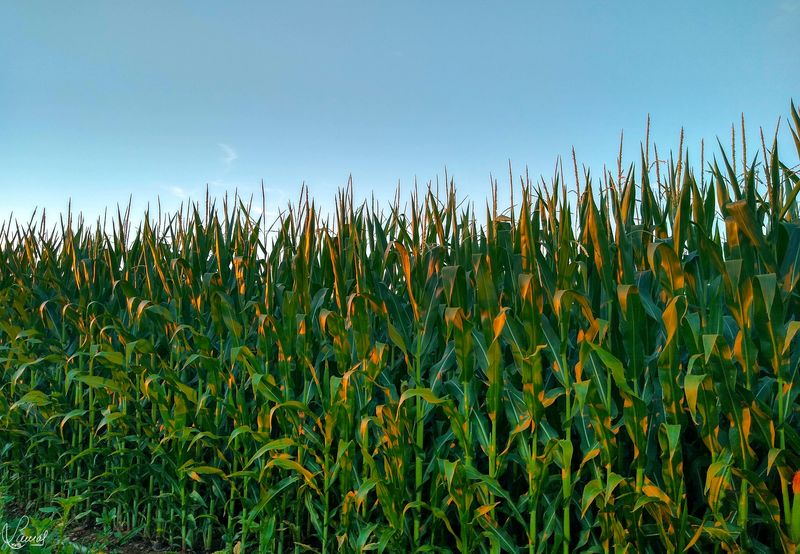 El placer de la abundancia