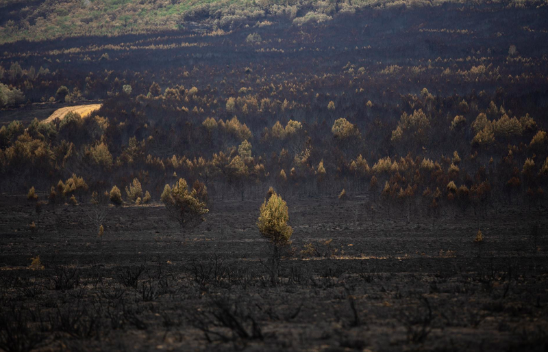 Las ayudas que convocará la Junta para hacer frente a los incendios forestales