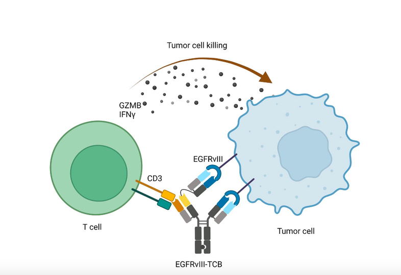 Un fármaco muestra eficacia preclínica ante el tumor cerebral más frecuente 