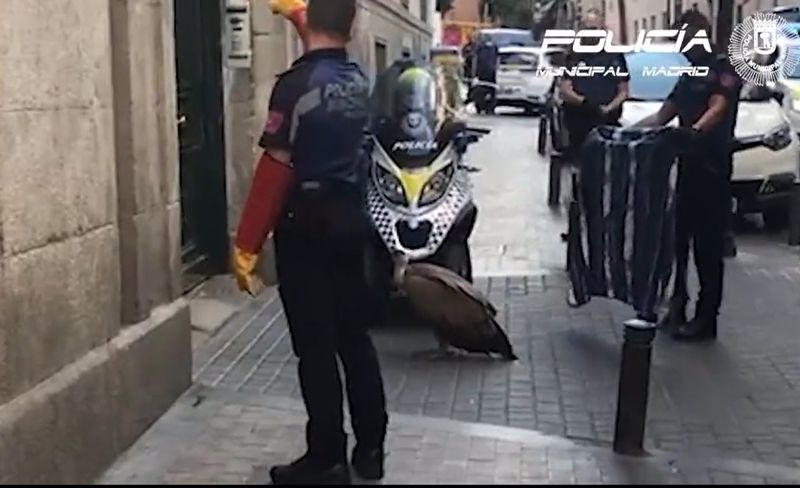 El rescate de un buitre desorientado y agotado en pleno centro de Madrid