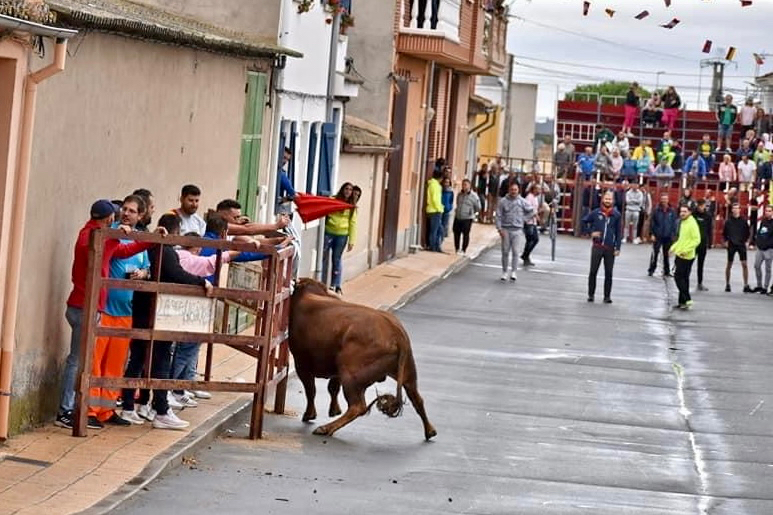 Animado y otoñal primer encierro urbano de las fiestas patronales en Villoria