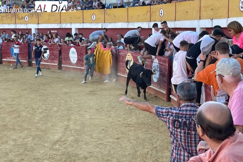 Carreras, carcajadas y quiebros para una ambientada tarde de vaquillas en Macotera