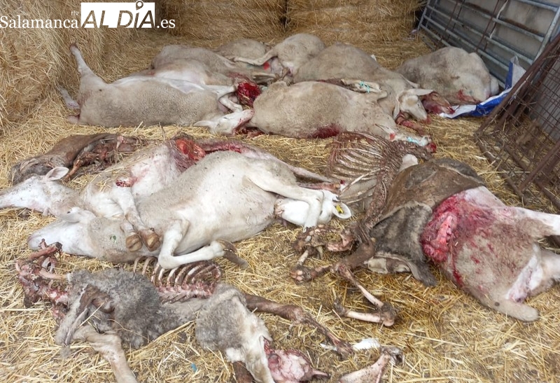 El lobo ataca de nuevo en Monleras y se cobra la vida de al menos una veintena de ovejas 