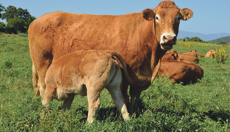 Limusina, raza para ganar