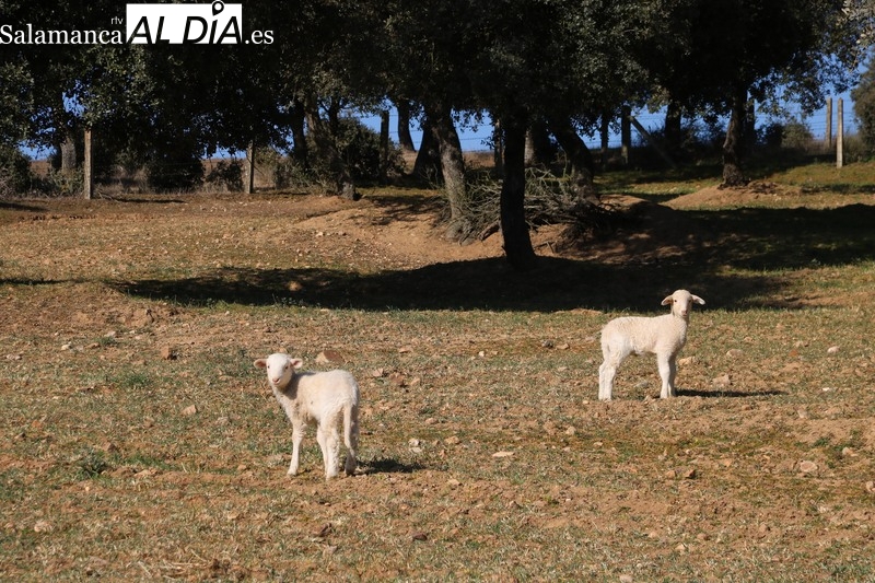 El cereal mantiene la tendencia al alza de los precios junto con el vacuno de sacrificio